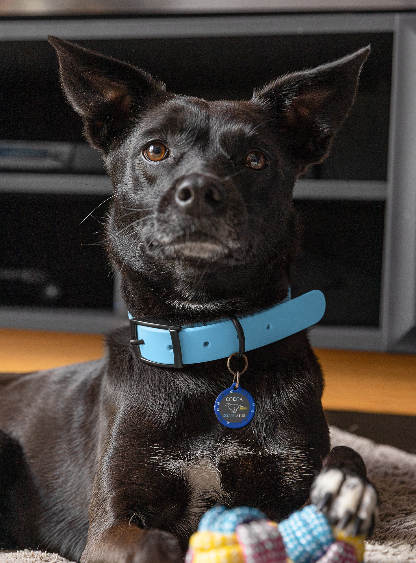 Pet Tag - Escape Artist Blue