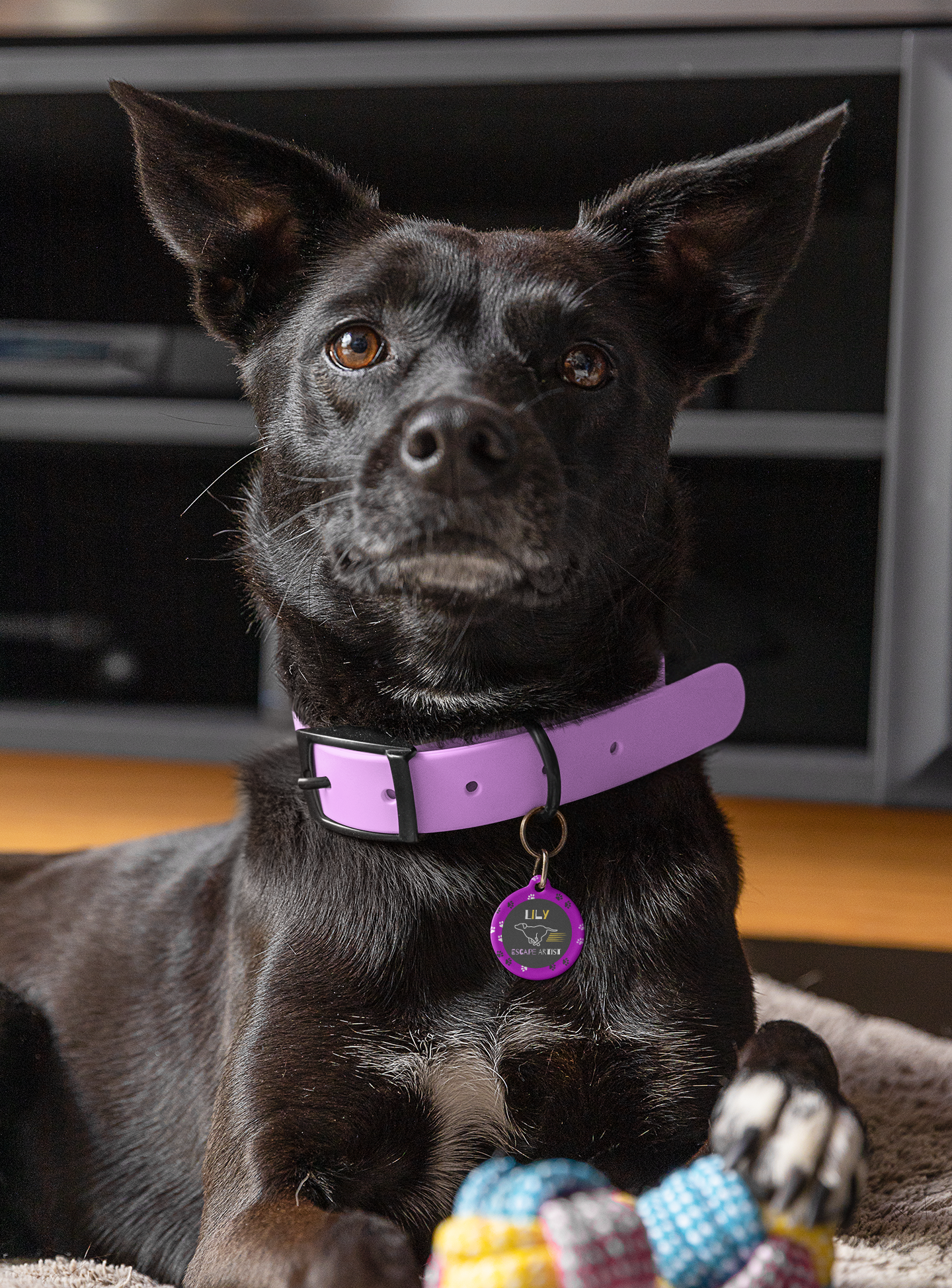 Pet Tag - Escape Artist in Purple