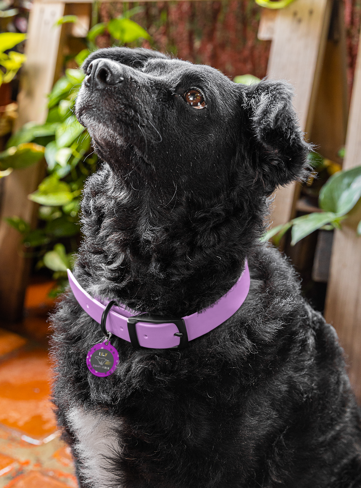 Pet Tag - Escape Artist in Purple