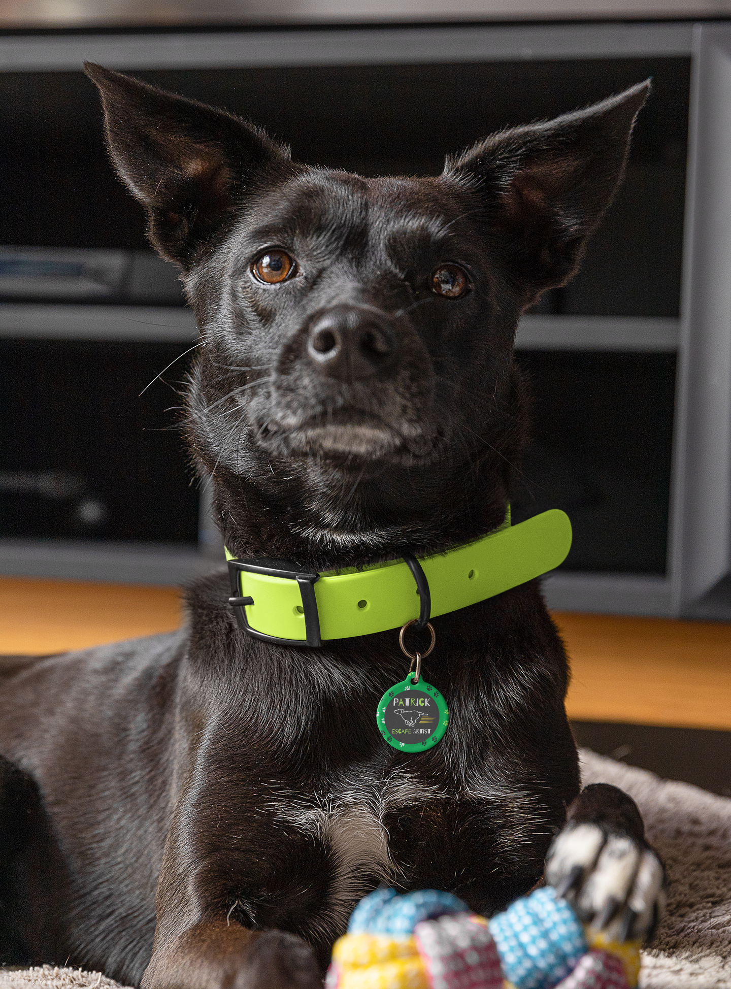 Pet Tag - Funny Dog Tag with 'Escape Artist' Text and Running Dog Design
