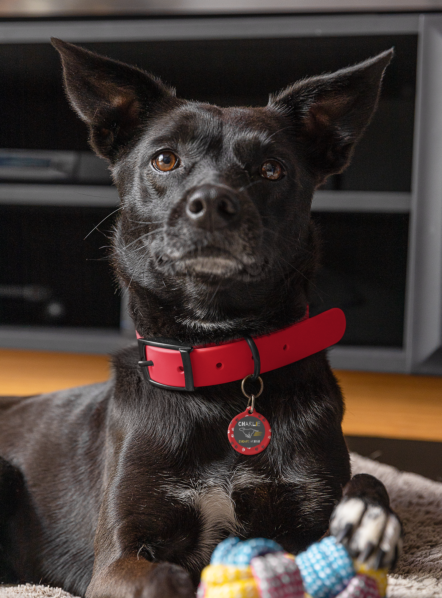 Pet Tag - Escape Artist in Red