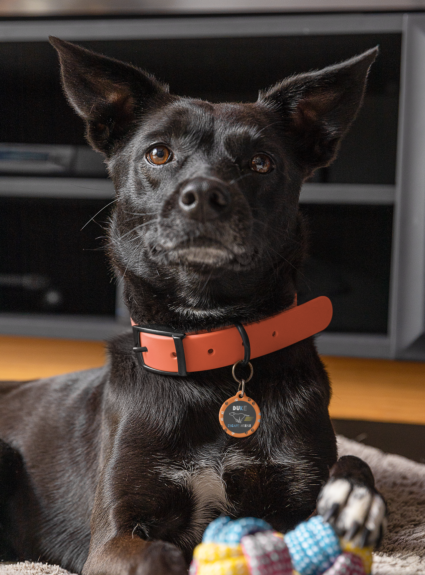 Pet Tag - Escape Artist in Orange