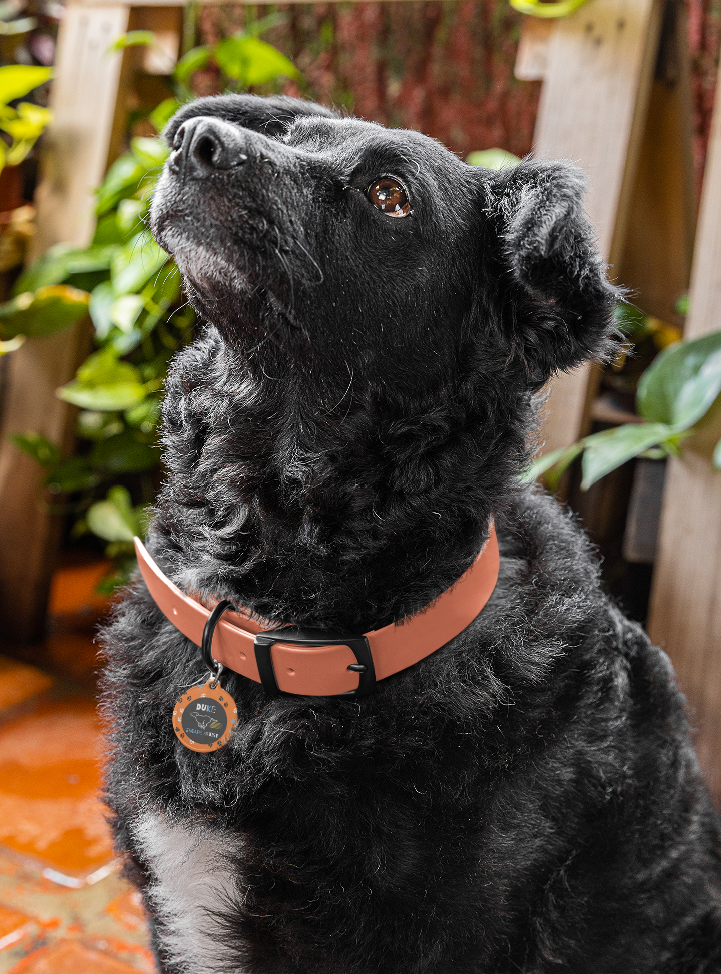 Pet Tag - Escape Artist in Orange