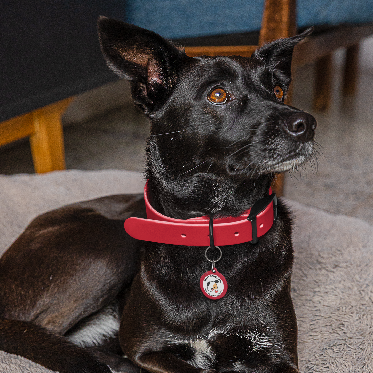Pet Tag - Medical Id for Dogs with Heart Condition
