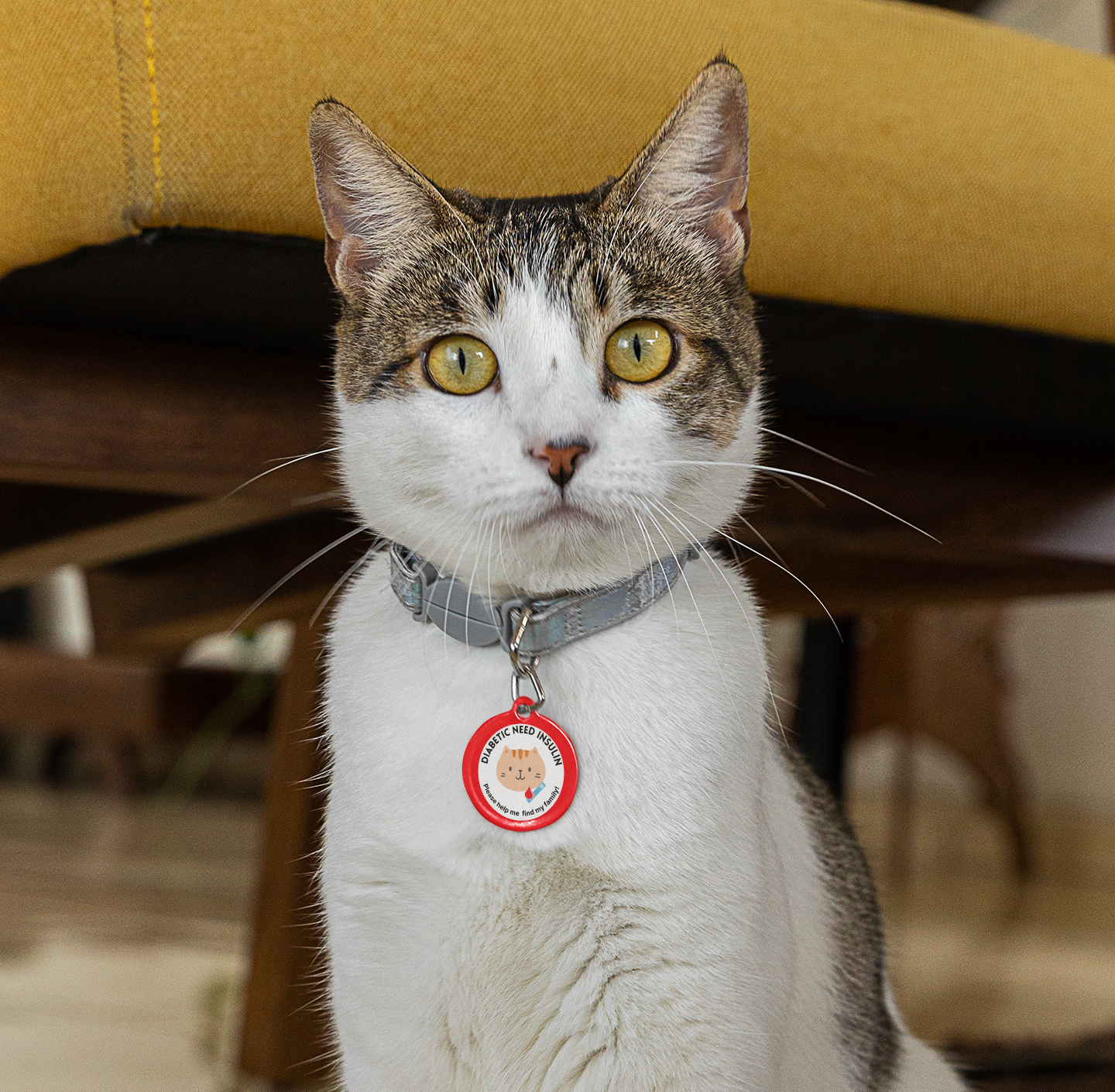 Pet Tag - Medical Pet Id for Diabetic Cats