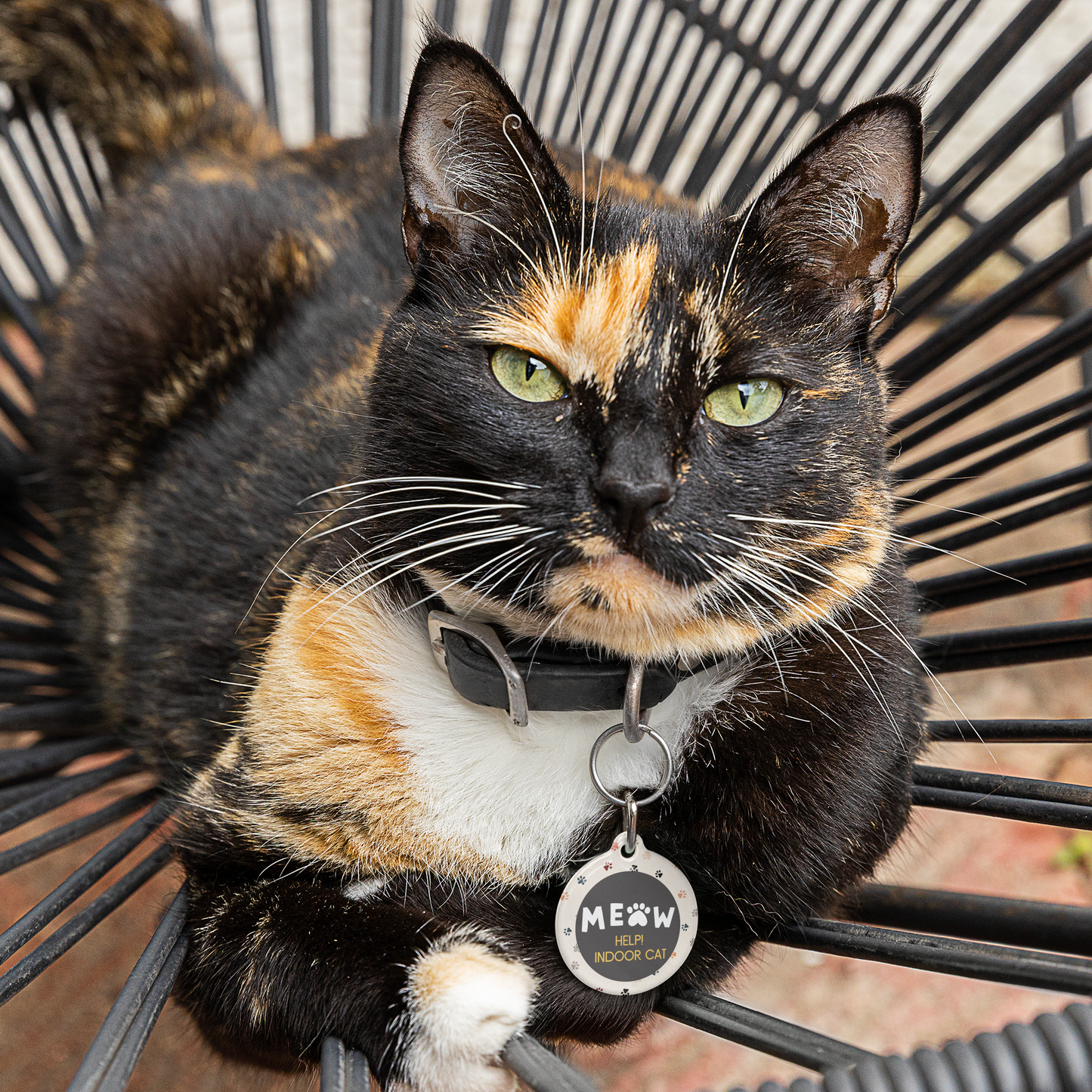 Cat Tag - Meow Indoor Cat Help!