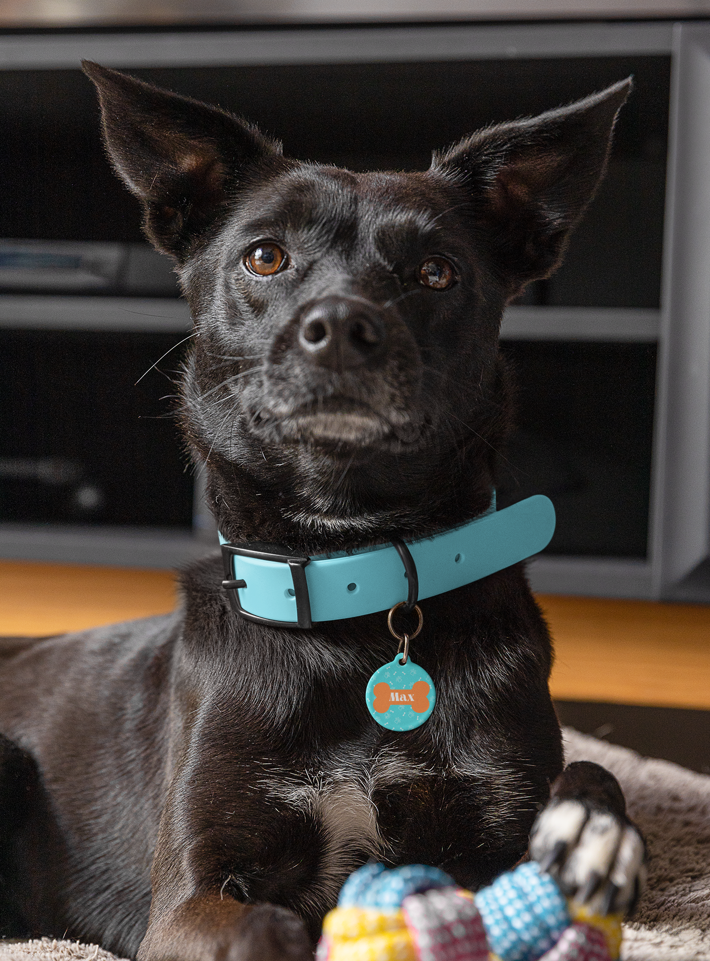 Dog Bone Pattern in Aqua and Orange Pet Tag