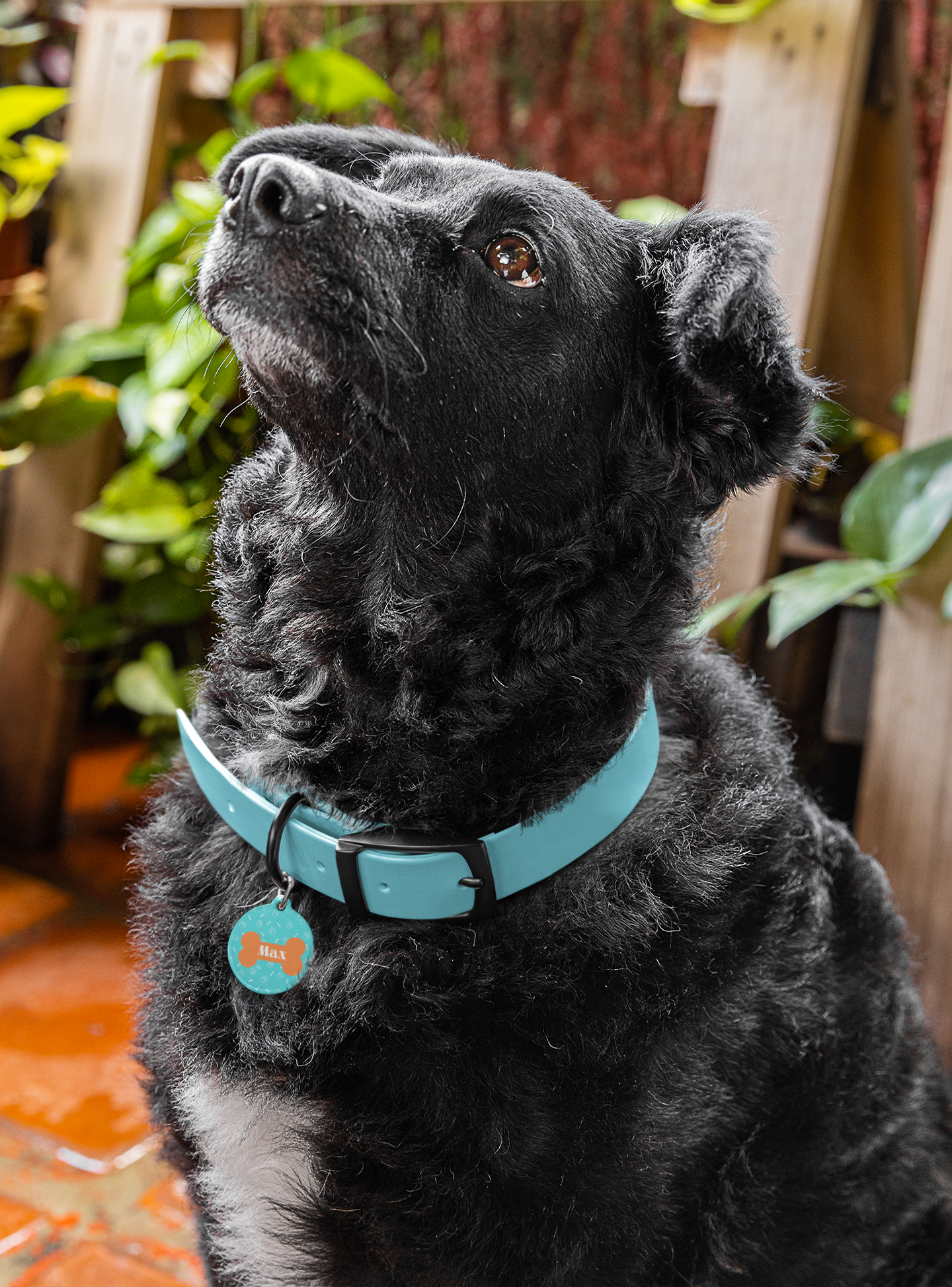 Dog Bone Pattern in Aqua and Orange Pet Tag