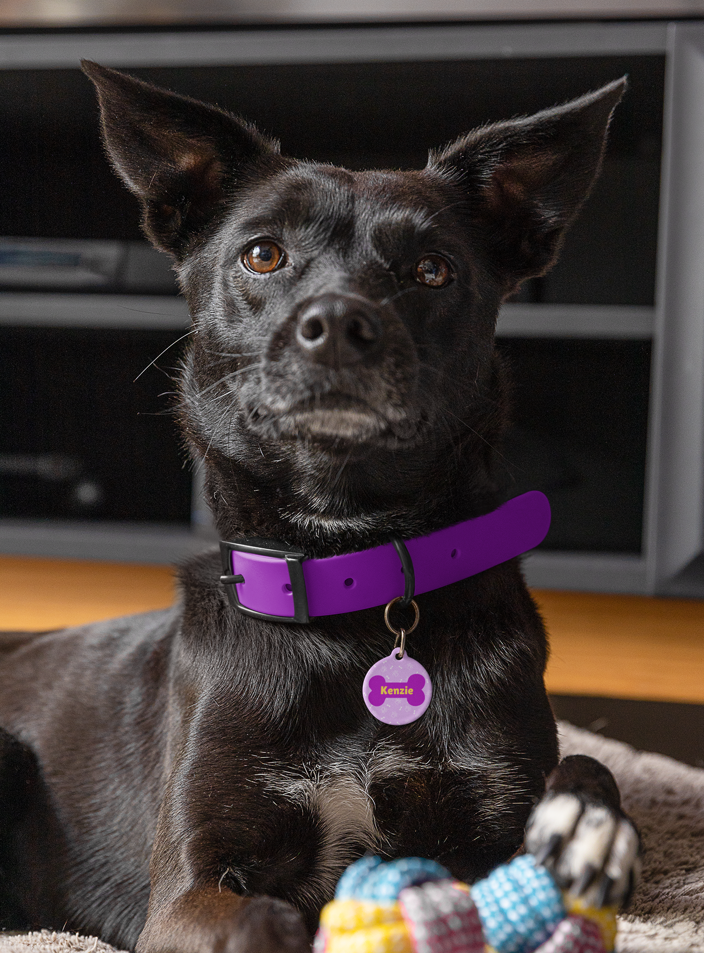 Pet Tag - Purple Dog Bone