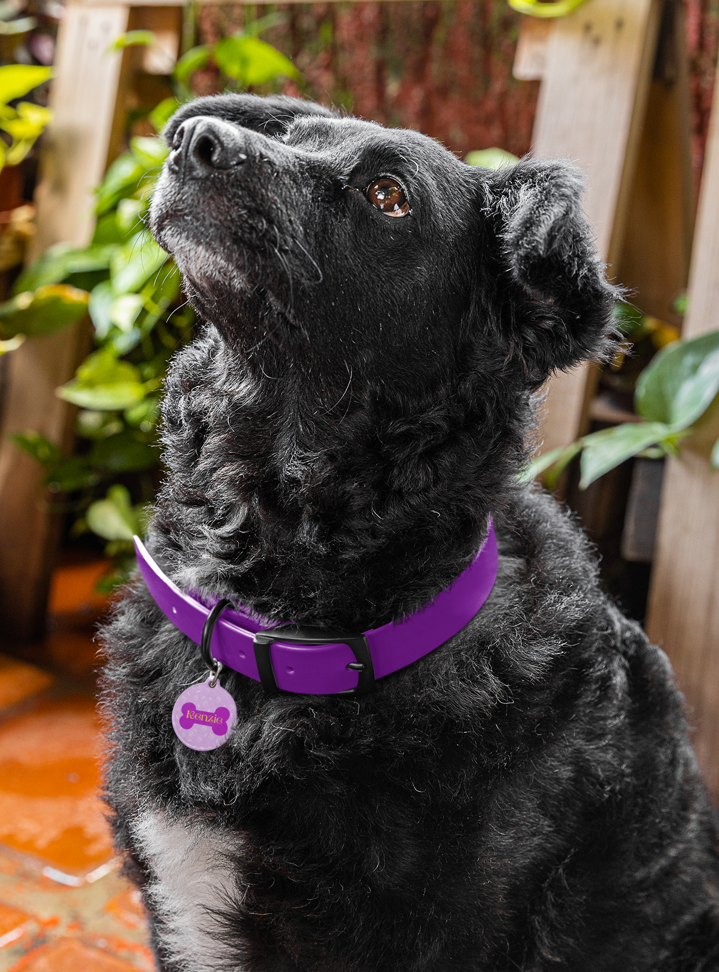 Pet Tag - Purple Dog Bone