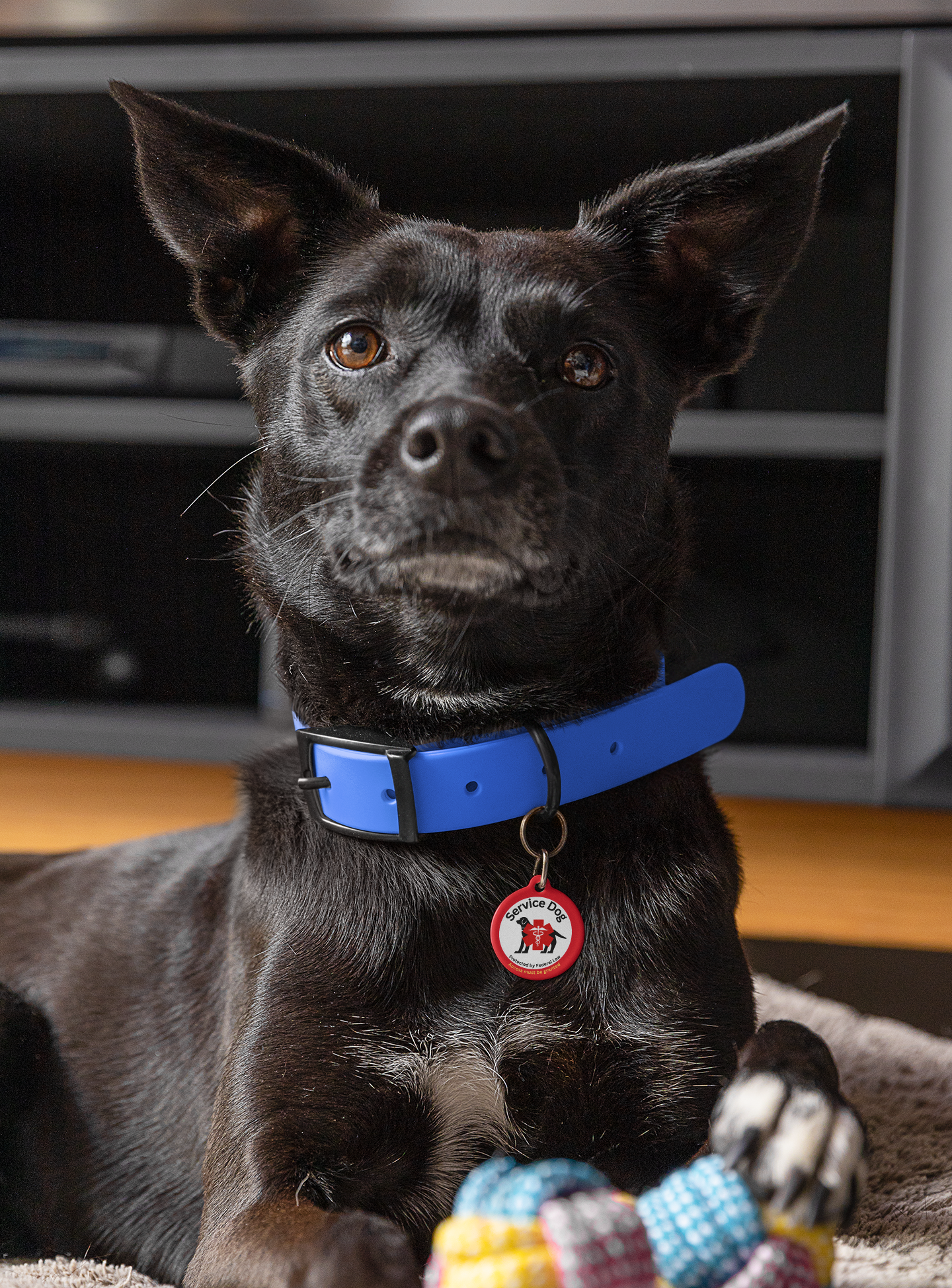 Pet Tag- Service Dog ID Pet Tag