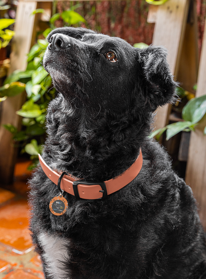 Pet Tag - Escape Artist in Orange