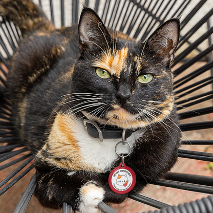 Pet Tag - Medical Id for Cats with Heart Condition