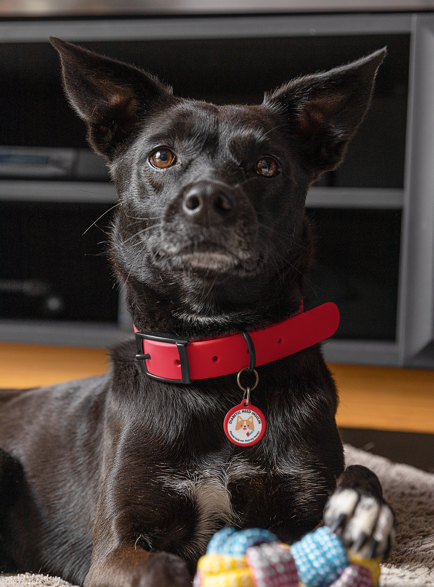 Pet Tag - Medical Pet Id for Diabetic Dogs