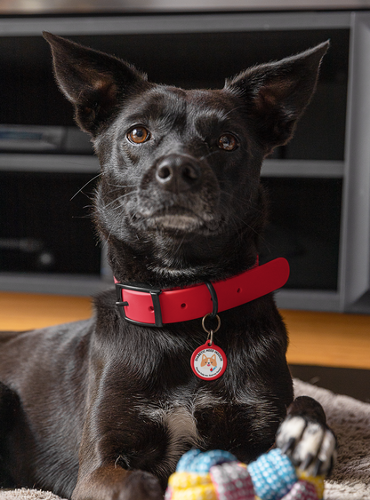 Pet Tag - Medical Pet Id for Diabetic Dogs