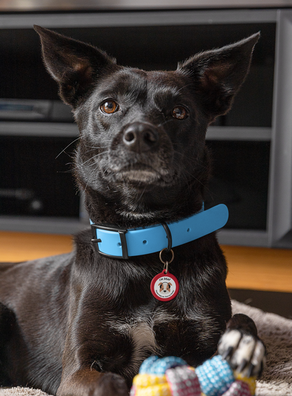 Pet Tag - Medical Tag for Deaf Dogs