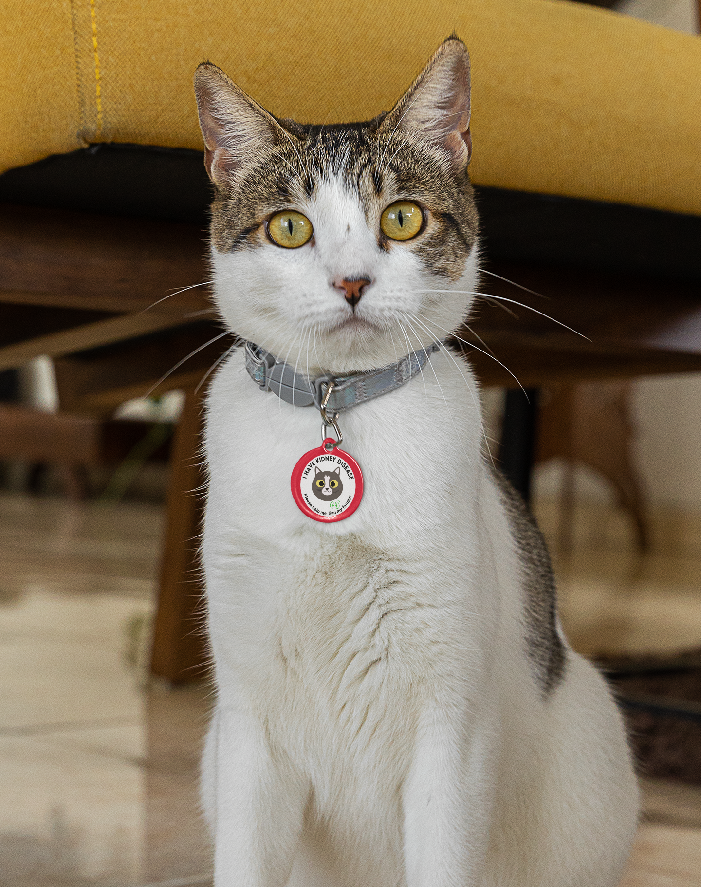 Pet Tag - Personalized Kidney Disease Medical Alert Cats