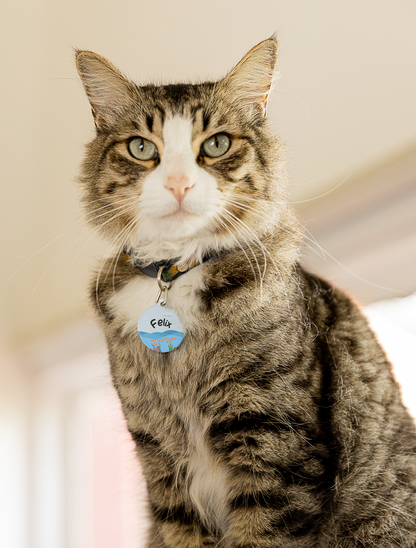 Pet Tag - Funny Cat Id Tag with Floating Cat in Sea Design